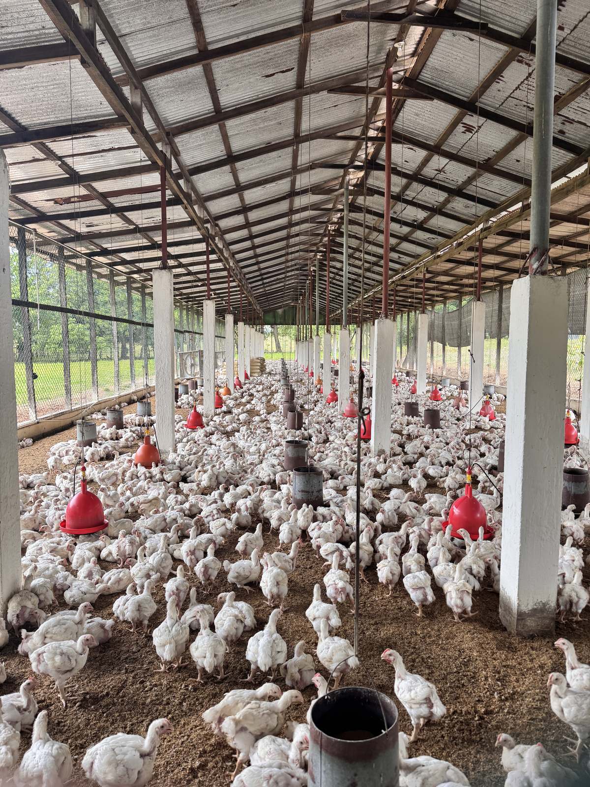 Interior de un galpón avícola en República Dominicana, con aves de engorde alrededor de comederos y bebederos